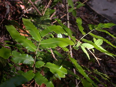 Dryopteris pseudosieboldii