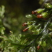 Hymenophyllum krauseanum - Photo (c) F,  זכויות יוצרים חלקיות (CC BY-NC), הועלה על ידי F