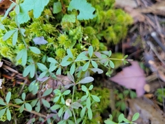 Galium palustre