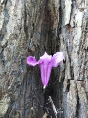 Fridericia