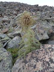 Cirsium funkiae