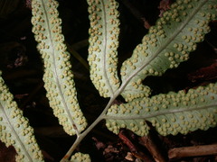 Dryopteris pseudosieboldii