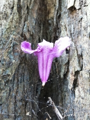Fridericia