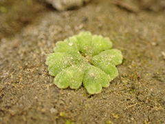 Riccia frostii