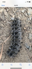 Lophocampa roseata