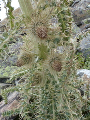 Cirsium funkiae