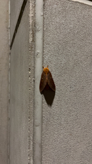 Anisota virginiensis