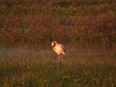 Phoenicopterus chilensis