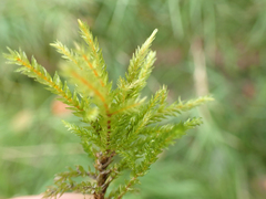 Climacium dendroides