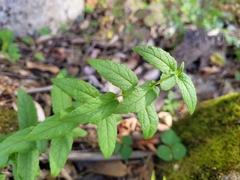 Scutellaria galericulata