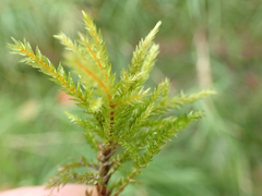 Climacium dendroides