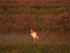 Phoenicopterus chilensis