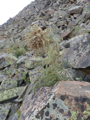 Cirsium funkiae