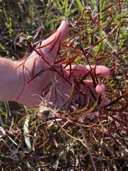 Stillingia texana
