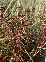 Stillingia texana