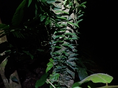 Pothos longipes