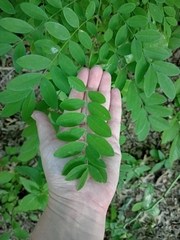 Styphnolobium affine