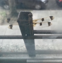 Libellula semifasciata