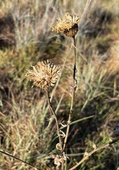 Grindelia ciliata