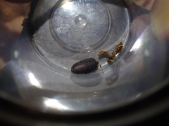 Neolaxta mackerrasae