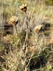 Grindelia ciliata