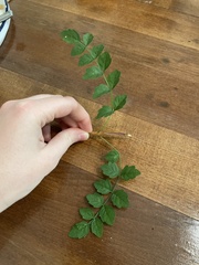 Koelreuteria paniculata