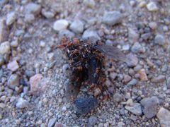 Dorymyrmex bicolor