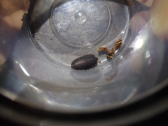 Neolaxta mackerrasae