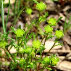 Brachyscome perpusilla