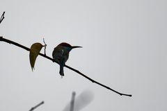 Merops viridis