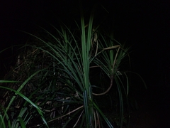 Pandanaceae