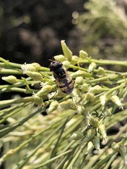 Copestylum marginatum