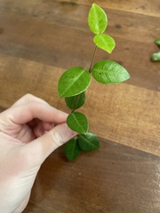 Trachelospermum jasminoides