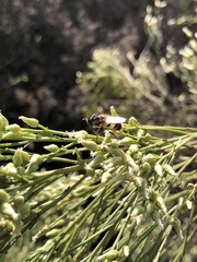 Copestylum marginatum