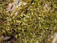 Homalothecium fulgescens