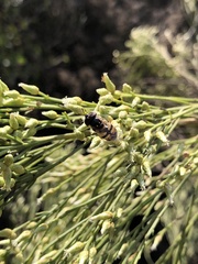 Copestylum marginatum