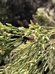 Copestylum marginatum