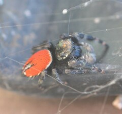 Phidippus carneus
