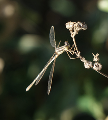 Lestes barbarus