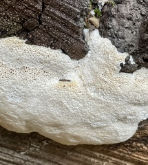 Schizoporaceae