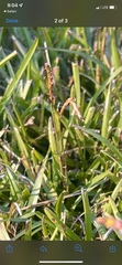 Eremochloa ophiuroides