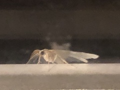 Tineola bisselliella