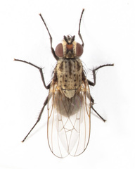 Anthomyiidae