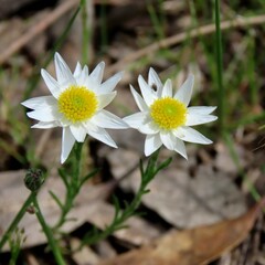 Rhodanthe anthemoides