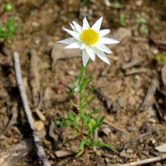 Rhodanthe anthemoides