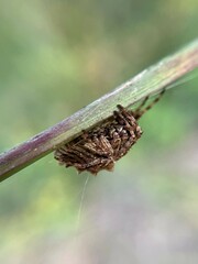 Acanthepeira stellata