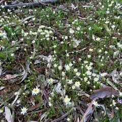 Rhodanthe anthemoides