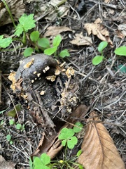 Asterophora lycoperdoides