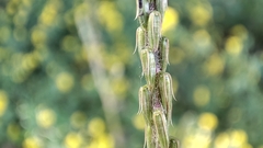 Achyranthes