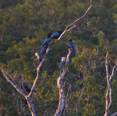 Cyanocorax yucatanicus